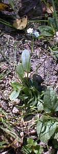 Myosotis scorpioides (Boraginaceae)  - Myosotis faux scorpion, Myosotis des marais - Water Forget-me-not Tournai-Mouscron [Belgique] 11/09/1999 - 40m