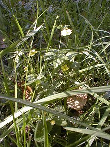 Potentilla erecta (Rosaceae)  - Potentille dressée, Potentille tormentille, Tormentille - Tormentil Tournai-Mouscron [Belgique] 11/09/1999 - 40m