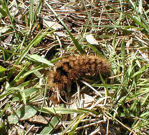 Arctia caja (Erebidae)  - Ecaille Martre, Hérissonne - Garden Tiger Pas-de-Calais [France] 18/04/2000 - 30m