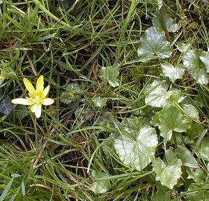 Ficaria verna (Ranunculaceae)  - Ficaire printanière, Renoncule ficaire - Lesser Celandine Nord [France] 02/04/2000 - 20m