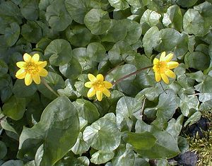 Ficaria verna (Ranunculaceae)  - Ficaire printanière, Renoncule ficaire - Lesser Celandine Nord [France] 02/04/2000 - 20m