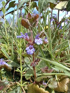 Glechoma hederacea (Lamiaceae)  - Gléchome Lierre terrestre, Lierre terrestre, Gléchome lierre - Ground-ivy Pas-de-Calais [France] 24/04/2000 - 30m