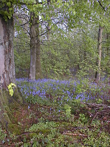 Hyacinthoides non-scripta (Asparagaceae)  - Jacinthe des bois - Bluebell Pas-de-Calais [France] 30/04/2000 - 120m