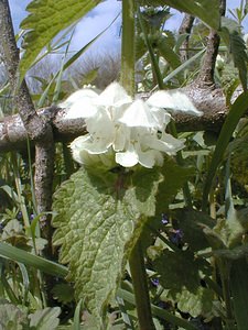 Lamium album (Lamiaceae)  - Lamier blanc, Ortie blanche, Ortie morte - White Dead-nettle Pas-de-Calais [France] 24/04/2000 - 30m