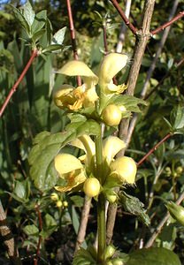 Lamium galeobdolon (Lamiaceae)  - Lamier jaune, Lamier galéobdolon, Ortie jaune Pas-de-Calais [France] 17/04/2000 - 10m