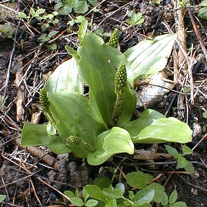 Neottia ovata (Orchidaceae)  - Néottie ovale, Grande Listère, Double-feuille, Listère à feuilles ovales, Listère ovale - Common Twayblade Pas-de-Calais [France] 30/04/2000 - 120m