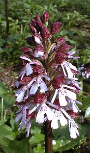 Orchis purpurea (Orchidaceae)  - Orchis pourpre, Grivollée, Orchis casque, Orchis brun - Lady Orchid Pas-de-Calais [France] 30/04/2000 - 120m