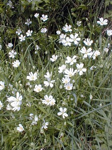 Rabelera holostea (Caryophyllaceae)  - Stellaire holostée - Greater Stitchwort Pas-de-Calais [France] 24/04/2000 - 30m