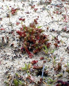 Sedum acre (Crassulaceae)  - Orpin âcre, Poivre de muraille, Vermiculaire, Poivre des murailles - Biting Stonecrop Pas-de-Calais [France] 18/04/2000 - 30m