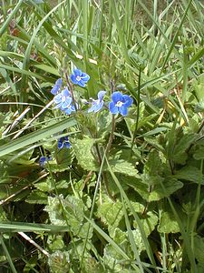 Veronica chamaedrys (Plantaginaceae)  - Véronique petit-chêne, Fausse germandrée - Germander Speedwell Pas-de-Calais [France] 24/04/2000 - 30m