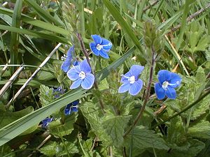 Veronica chamaedrys (Plantaginaceae)  - Véronique petit-chêne, Fausse germandrée - Germander Speedwell Pas-de-Calais [France] 24/04/2000 - 30m