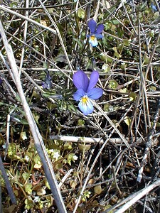 Viola tricolor subsp. curtisii (Violaceae)  - Violette de Curtis, Pensée de Curtis Pas-de-Calais [France] 19/04/2000 - 10m