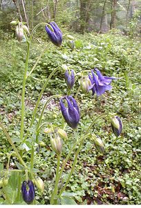 Aquilegia vulgaris (Ranunculaceae)  - Ancolie commune, Ancolie vulgaire, Clochette - Columbine Pas-de-Calais [France] 13/05/2000 - 140m