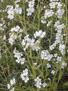 Arabidopsis halleri (Brassicaceae)  - Fausse arabette de Haller, Fausse cardamine de Haller, Arabette de Haller Nord [France] 07/05/2000 - 40m