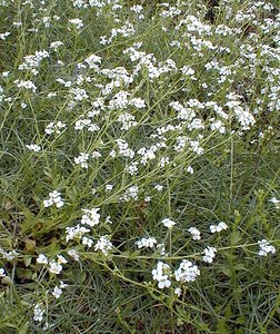 Arabidopsis halleri (Brassicaceae)  - Fausse arabette de Haller, Fausse cardamine de Haller, Arabette de Haller Nord [France] 07/05/2000 - 40m