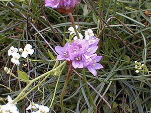 Armeria maritima (Plumbaginaceae)  - Armérie maritime, Gazon d'Olympe maritime, Herbe à sept têtes - Thrift Nord [France] 07/05/2000 - 40mplante m?tallophyte, sur sol pr?sentant de fortes concentrations de m?taux