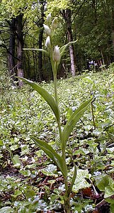 Cephalanthera damasonium (Orchidaceae)  - Céphalanthère à grandes fleurs, Céphalanthère pâle, Céphalanthère blanche, Elléborine blanche - White Helleborine Pas-de-Calais [France] 21/05/2000 - 140m