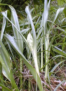 Colchicum autumnale (Colchicaceae)  - Colchique d'automne, Safran des prés - Meadow Saffron Pas-de-Calais [France] 21/05/2000 - 140m