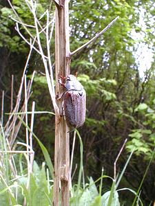 Melolontha melolontha (Scarabaeidae)  - Grand hanneton commun, Hanneton commun - Common Cockchafer Pas-de-Calais [France] 13/05/2000 - 140m