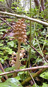 Neottia nidus-avis (Orchidaceae)  - Néottie nid-d'oiseau, Herbe aux vers - Bird's-nest Orchid Pas-de-Calais [France] 13/05/2000 - 140m