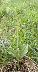 Neottia ovata (Orchidaceae)  - Néottie ovale, Grande Listère, Double-feuille, Listère à feuilles ovales, Listère ovale - Common Twayblade Pas-de-Calais [France] 13/05/2000 - 140m