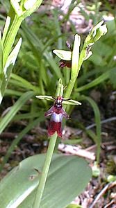 Ophrys insectifera (Orchidaceae)  - Ophrys mouche - Fly Orchid Pas-de-Calais [France] 08/05/2000 - 120m