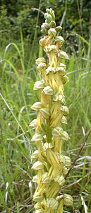 Orchis anthropophora (Orchidaceae)  - Acéras homme-pendu - Man Orchid Pas-de-Calais [France] 21/05/2000 - 70m