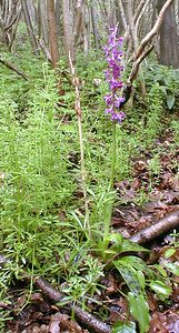 Orchis mascula (Orchidaceae)  - Orchis mâle - Early-purple Orchid Pas-de-Calais [France] 13/05/2000 - 140m