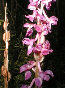 Orchis mascula (Orchidaceae)  - Orchis mâle - Early-purple Orchid Pas-de-Calais [France] 13/05/2000 - 140m