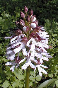 Orchis purpurea (Orchidaceae)  - Orchis pourpre, Grivollée, Orchis casque, Orchis brun - Lady Orchid Pas-de-Calais [France] 08/05/2000 - 120m