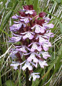 Orchis purpurea (Orchidaceae)  - Orchis pourpre, Grivollée, Orchis casque, Orchis brun - Lady Orchid Pas-de-Calais [France] 13/05/2000 - 140m