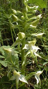 Platanthera chlorantha (Orchidaceae)  - Platanthère à fleurs verdâtres, Orchis vert, Orchis verdâtre, Plalatanthère des montagnes, Platanthère verdâtre - Greater Butterfly-orchid Pas-de-Calais [France] 13/05/2000 - 140m