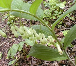 Polygonatum multiflorum (Asparagaceae)  - Sceau-de-Salomon multiflore, Polygonate multiflore - Solomon's-seal Pas-de-Calais [France] 08/05/2000 - 120m