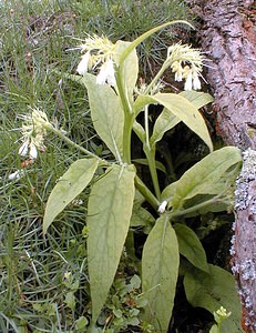 Symphytum officinale (Boraginaceae)  - Consoude officinale, Grande consoude - Common Comfrey Nord [France] 07/05/2000 - 40m