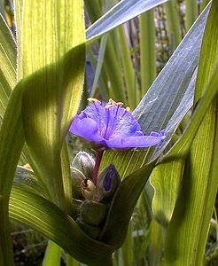 Tradescantia x andersoniana (Commelinaceae)  - Éphémère d'Anderson Nord [France] 27/05/2000 - 50mplante de jardin, originaire des ?tats-unis.