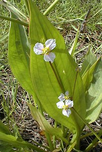 Alisma plantago-aquatica (Alismataceae)  - Plantain-d'eau commun, Grand plantain-d'eau, Alisme plantain-deau - Water-plantain Pas-de-Calais [France] 11/06/2000