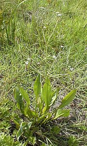 Alisma plantago-aquatica (Alismataceae)  - Plantain-d'eau commun, Grand plantain-d'eau, Alisme plantain-deau - Water-plantain Pas-de-Calais [France] 11/06/2000