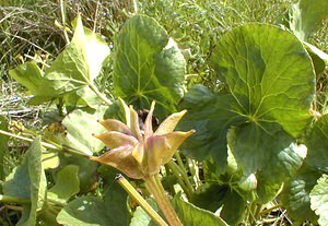 Caltha palustris Populage des marais, Sarbouillotte, Souci d'eau Marsh-marigold