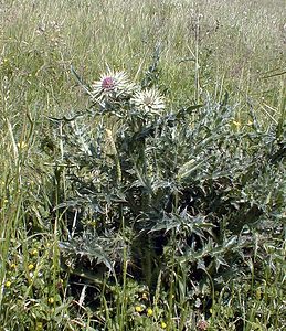 Carduus nutans (Asteraceae)  - Chardon penché - Musk Thistle Pas-de-Calais [France] 02/06/2000 - 80m