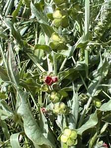 Cynoglossum officinale (Boraginaceae)  - Cynoglosse officinale - Hound's-tongue Pas-de-Calais [France] 11/06/2000