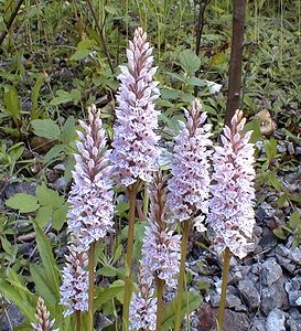 Dactylorhiza fuchsii (Orchidaceae)  - Dactylorhize de Fuchs, Orchis de Fuchs, Orchis tacheté des bois, Orchis de Meyer, Orchis des bois - Common Spotted-orchid Pas-de-Calais [France] 17/06/2000 - 180m