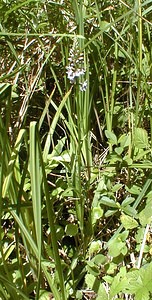 Dactylorhiza fuchsii (Orchidaceae)  - Dactylorhize de Fuchs, Orchis de Fuchs, Orchis tacheté des bois, Orchis de Meyer, Orchis des bois - Common Spotted-orchid Somme [France] 17/06/2000