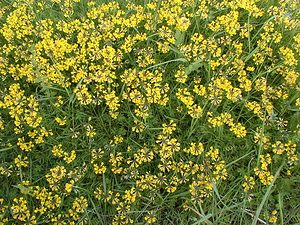 Hippocrepis comosa (Fabaceae)  - Hippocrépide chevelue, Fer-à-cheval - Horseshoe Vetch Pas-de-Calais [France] 02/06/2000 - 80m