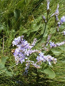 Limonium vulgare (Plumbaginaceae)  - Limonium commun, Statice commun, Saladelle commune - Common Sea-lavender Somme [France] 17/06/2000