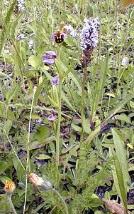 Ophrys apifera (Orchidaceae)  - Ophrys abeille - Bee Orchid Pas-de-Calais [France] 17/06/2000 - 180m