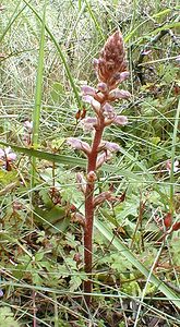 Orobanche amethystea (Orobanchaceae)  - Orobanche améthyste, Orobanche violette, Orobanche du panicaut Pas-de-Calais [France] 15/06/2000 - 10m