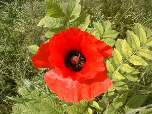 Papaver rhoeas (Papaveraceae)  - Coquelicot, Grand coquelicot, Pavot coquelicot - Common Poppy Pas-de-Calais [France] 02/06/2000 - 80m