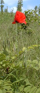 Papaver rhoeas (Papaveraceae)  - Coquelicot, Grand coquelicot, Pavot coquelicot - Common Poppy Pas-de-Calais [France] 02/06/2000 - 80m
