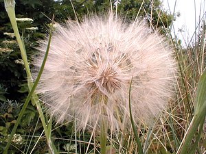 Tragopogon dubius (Asteraceae)  - Salsifis douteux, Grand salsifis Pas-de-Calais [France] 15/06/2000 - 10m