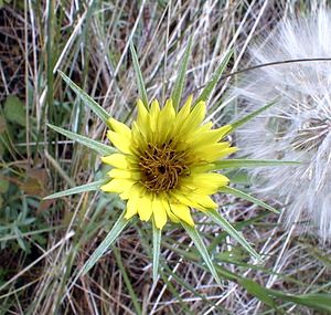 Tragopogon dubius (Asteraceae)  - Salsifis douteux, Grand salsifis Pas-de-Calais [France] 15/06/2000 - 10m